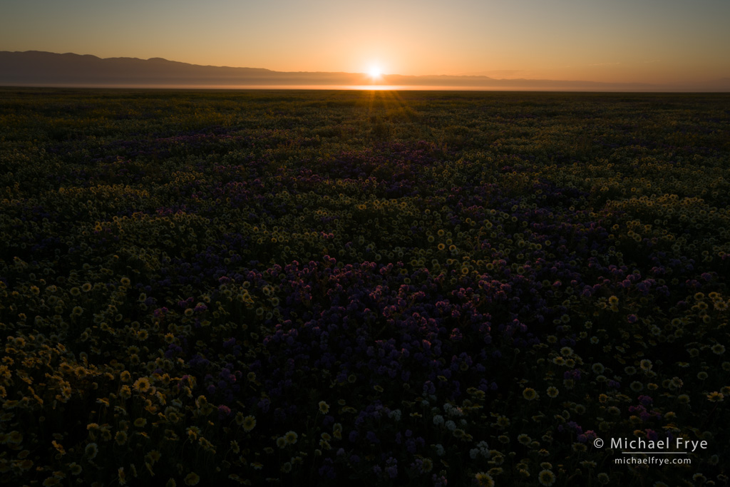 Endless flowers, Carrizo Plain NM, CA, USA