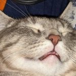 Profile photo of Joolz Hau