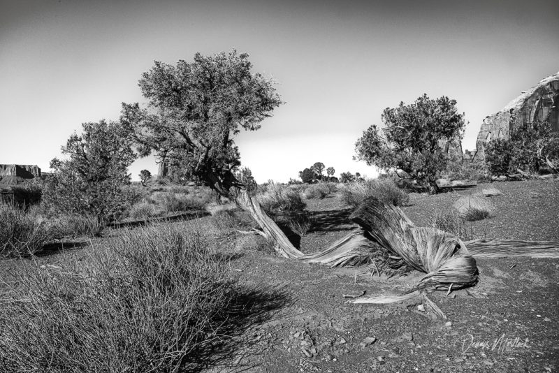 DLM Z7 (2930 of 584)-Edit-2-Edit